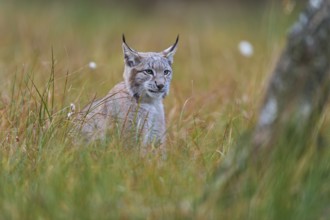 Eurasian lynx (Lynx lynx), in meadow