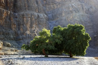 Landscape in the Jebel Harim area, in the Omani enclave of Musandam, Oman, Asia