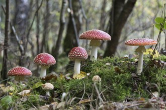 Fly agarics (Amanita muscaria), Emsland, Lower Saxony, Germany, Europe