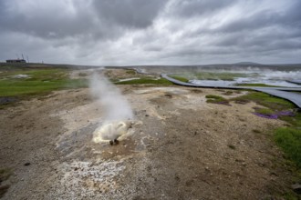 Steaming hot spring, Hveravellir geothermal area, Icelandic Highlands, Suðurland, Iceland, Europe