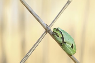 European tree frog (Hyla hyla), resting on reeds crossing, Lake Neusiedl, Austria, Europe