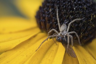 Nursery web spider (Pisaura mirabilis) with victim on yellow coneflower (Rudbeckia fulgida), Hesse,