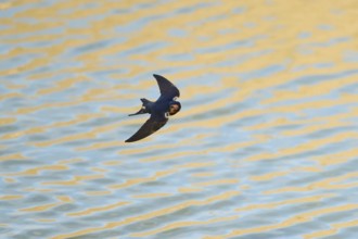 Barn swallow (Hirundo rustica) flying above the water, hunting for flys, France, Europe