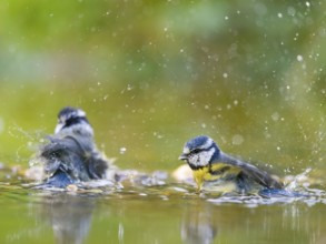 Blue tit (Cyanistes caeruleus), adult birds bathing in shallow water, Solms, Hesse, Germany, Europe