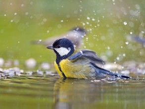 Great tit (Parus major), adult bird bathing in shallow water, Solms, Hesse, Germany, Europe