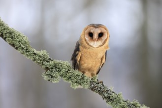 Central European barn owl (Tyto alba guttata), adult, perch, in winter, Šumava, Czech Republic,