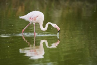 Greater Flamingo (Phoenicopterus roseus) walking in the water, Parc Naturel Regional de Camargue,