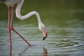 Greater Flamingo (Phoenicopterus roseus) walking in the water, portrait, Parc Naturel Regional de
