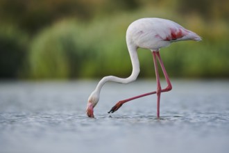 Greater Flamingo (Phoenicopterus roseus) walking in the water, Parc Naturel Regional de Camargue,