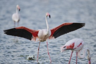 Greater Flamingo (Phoenicopterus roseus), landing in the water, Parc Naturel Regional de Camargue,