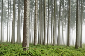 Foggy coniferous forest, Horben, Canton Aargau, Switzerland, Europe
