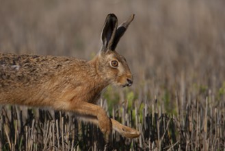 European brown hare (Lepus europaeus) adult animal running in a farmland stubble field, Suffolk,