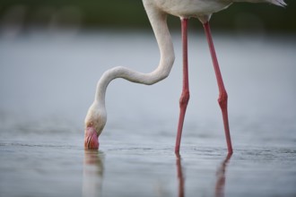 Greater Flamingo (Phoenicopterus roseus) standing in the water, portrait, Parc Naturel Regional de