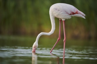 Greater Flamingo (Phoenicopterus roseus) walking in the water, Parc Naturel Regional de Camargue,