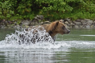 Brown bear (Ursus arctos) hunting for salmon in the water, Lake Clark National Park, Alaska