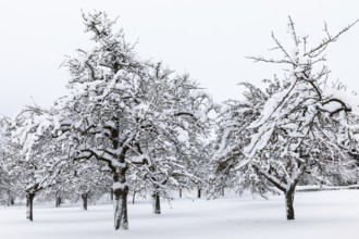 Orchard meadow, snow, winter, Leibertingen, Upper Danube nature park Park, Baden-Württemberg,