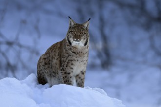 Carpathian lynx (Lynx lynx carpathicus), adult, in winter, in snow, alert, Bavarian Forest,