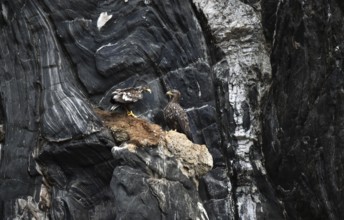 White-tailed eagle on a rock face near Runde, Norway, Europe