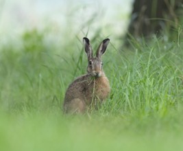 European hare (Lepus europaeus) sitting in a meadow and eating, Lower Saxony, Germany, Europe