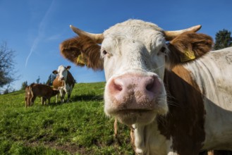 Dairy cows on a pasture, organic farming, Freudenstadt, Black Forest, Baden-Württemberg, Germany,