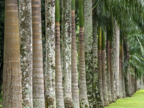 Avenue with royal palms, Kandy Botanical Gardens, Sri Lanka, Asia