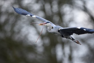 Grey heron (Ardea cinerea), bringing nesting material to the nest, Essen, Ruhr area, North