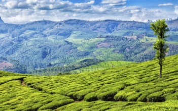 Kerala India travel background, panorama of green tea plantations in Munnar, Kerala, India, tourist