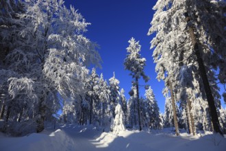 Winter landscape in the Fichtelgebirge, Bayreuth district, Upper Franconia, Bavaria, Germany,