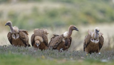 Griffon vulture (Gyps fulvus), group in the Pyrenees, Catalonia, Spain, Europe