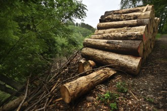 Forest damage in the Sauerland region has caused about 40 % of the spruce stand, especially in