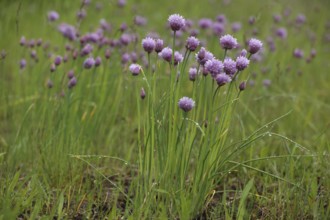Perennial chive (Allium schoenoprasum) with dewdrops, flowering, natural habitat, nature,