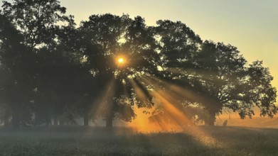 Sunrise, floodplain meadows, floodplain landscape on the Middle Elbe, morning mist, fog, group of