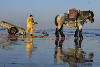 Horse fishermen at work, catching Brown shrimp (Crangon crangon), Koksijde, North Sea coast,