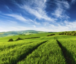 Rolling summer landscape with green grass field under blue sky