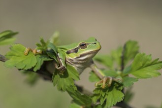 European Tree Frog (Hyla arborea), Burgenland, Austria, Europe
