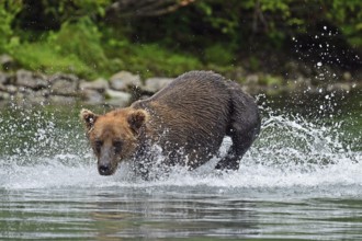 Brown bear (Ursus arctos) hunting for salmon in the water, Lake Clark National Park, Alaska
