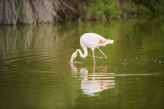 Greater Flamingo (Phoenicopterus roseus) walking in the water, Parc Naturel Regional de Camargue,
