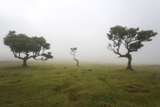 Laurel trees overgrown with moss and plants in the mist, old laurel forest (Laurisilva), stinkwood