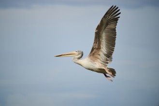 Great white pelican (Pelecanus onocrotalus) flying, France, Europe