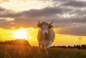 Cow in the evening light, Erlis, Unterallgäu, Bavaria