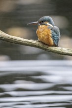 Common kingfisher (Alcedo atthis), Emsland, Lower Saxony, Germany, Europe