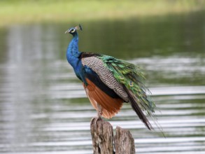 Indian peafowl (Pavo cristatus) Minneriya National Park, Sri Lanka, Asia