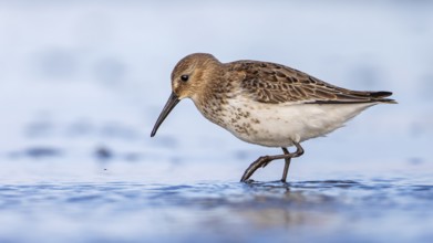 Dunlin (Calidris alpina) Transition from breeding dress to light dress, snipe bird, foraging on