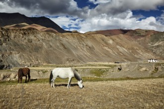 Horses grazing in Himalayas in Rupshu Valley, Ladakh, India, Asia