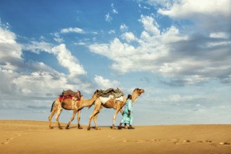 Rajasthan travel background, Indian cameleer (camel driver) with camels in dunes of Thar desert.