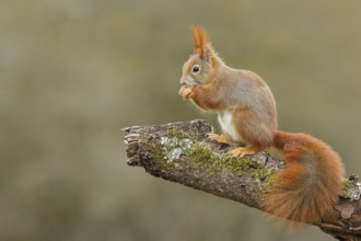 Eurasian red squirrel (Sciurus vulgaris), sitting on a branch, North Rhine-Westphalia, Germany,