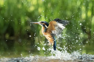 Common kingfisher (Alcedo atthis) unsuccessful fishing kingfisher flies up out of the water after