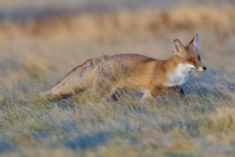 Red Fox (Vulpes vulpes), running in meadow at autumn