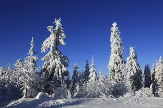 Winter landscape in the Fichtelgebirge, Bayreuth district, Upper Franconia, Bavaria, Germany,