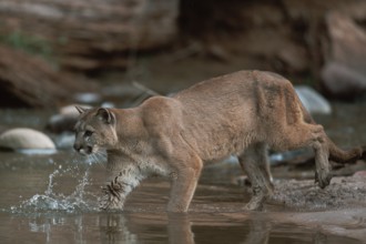 Cougar (Felis concolor)